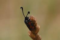 Zygaena sarpedon