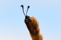 Zygaena sarpedon