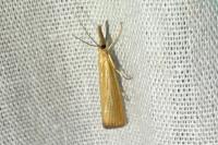 Agriphila straminella