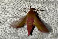 Deilephila porcellus