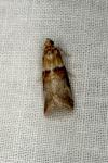 Acrobasis tumidana