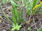Papilio machaon