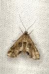 Cataclysta lemnata