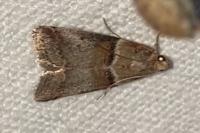 Acrobasis tumidana