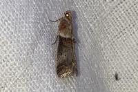 Acrobasis tumidana
