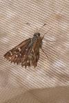 Pyrgus armoricanus
