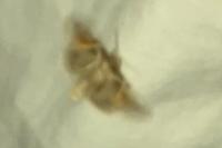 Habrosyne pyritoides
