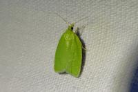 Tortrix viridana