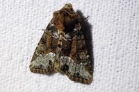 Oligia