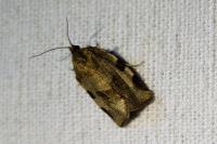 Choristoneura hebenstreitella