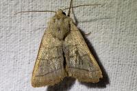 Charanyca trigrammica