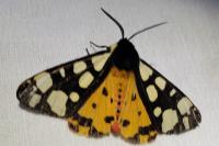 Arctia villica