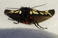 Arctia villica