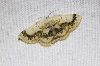 Cyclophora annularia