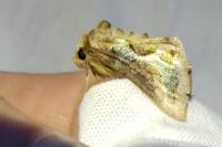 Diachrysia stenochrysis