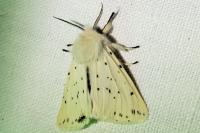 Spilosoma lubricipeda
