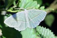 Campaea margaritaria