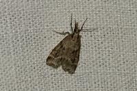 Eudonia pallida