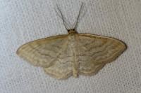 Idaea