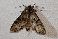 Polia nebulosa