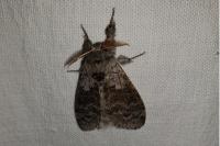 Calliteara pudibunda