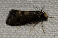 Taleporia tubulosa