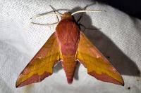 Deilephila porcellus