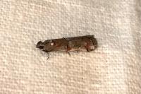 Pempelia palumbella