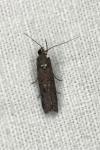 Pempelia palumbella