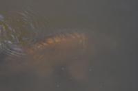Cyprinus carpio