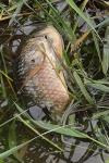 Cyprinus carpio