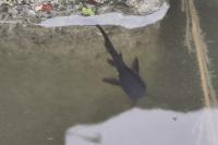 Ameiurus melas