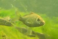 Cyprinus carpio
