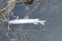 Esox lucius