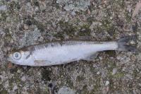 Alburnus alburnus