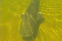 Silurus glanis
