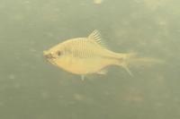 Rhodeus amarus