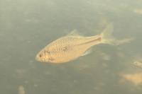 Rhodeus amarus