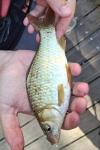 Carassius gibelio