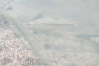 Pseudorasbora parva