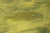 Lepomis gibbosus
