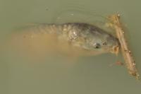 Cyprinus carpio
