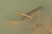 Cyprinus carpio