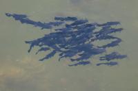 Ameiurus melas