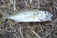 Gymnocephalus cernua