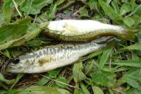 Micropterus salmoides