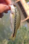 Micropterus salmoides