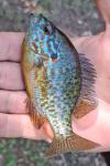 Lepomis gibbosus