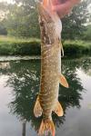Esox lucius