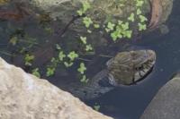 Natrix helvetica